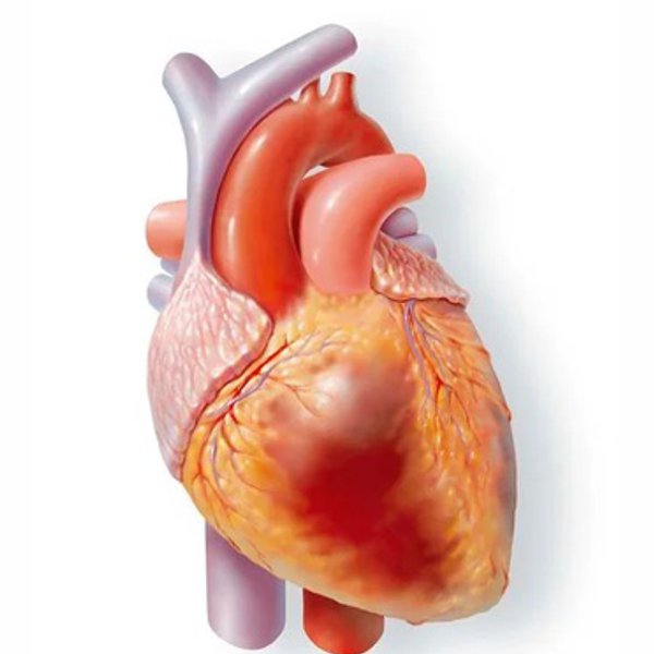 Сердечно-сосудистые заболевания